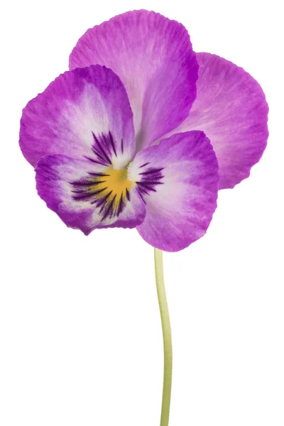 Viooltje bloem geïsoleerd — Stockfoto