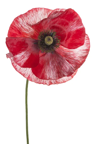 Poppy flower isolated — Stock Photo, Image