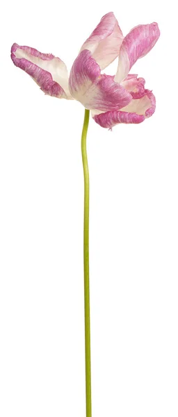 孤立的郁金香花 — 图库照片