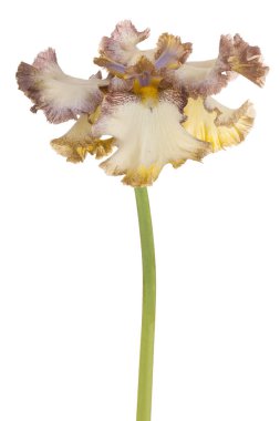 izole iris çiçeği