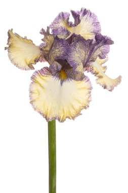 izole iris çiçeği