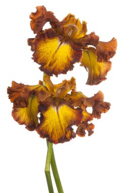 izole iris çiçeği