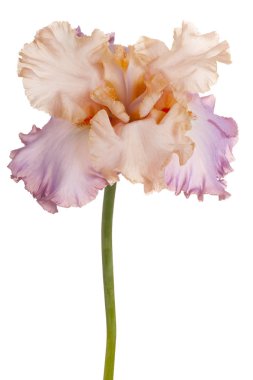 izole iris çiçeği