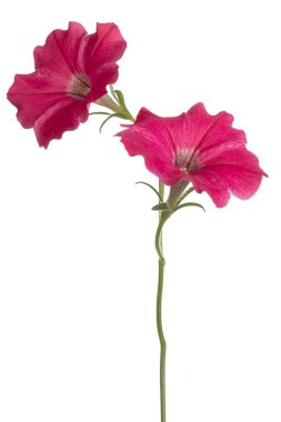 Petunya çiçek izole