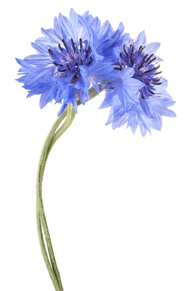 Flor de centaurea aislada — Foto de Stock