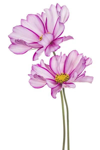 Flor cosmos isolado — Fotografia de Stock