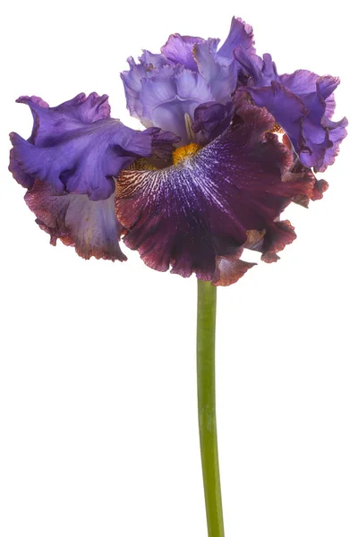 アイリスの花の分離 — ストック写真
