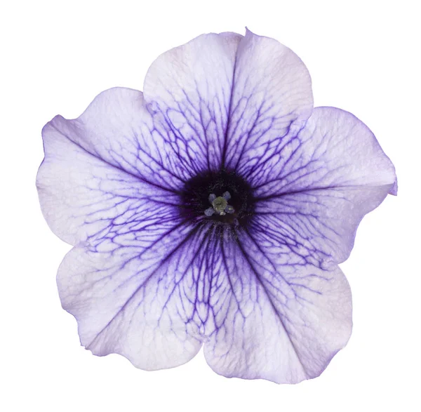 Petunia bloem geïsoleerd — Stockfoto