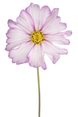 İzole cosmos çiçek