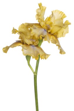 izole iris çiçeği