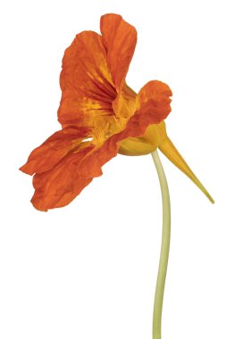 izole nasturtium çiçek