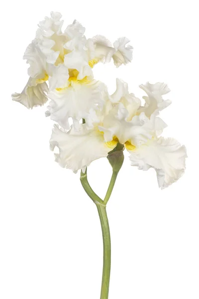 Irys kwiat na białym tle — Zdjęcie stockowe