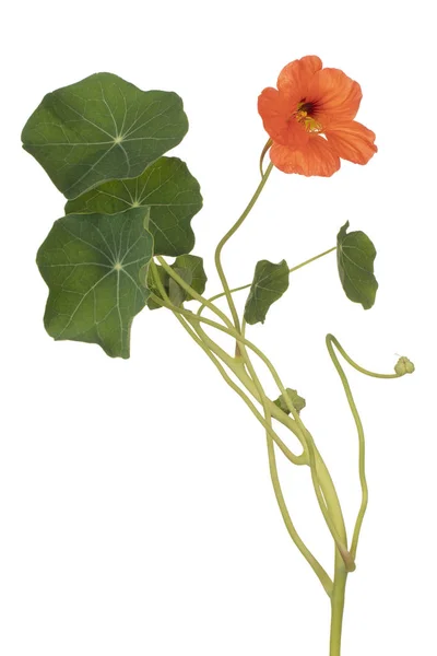 Fiore di nasturzio isolato — Foto Stock