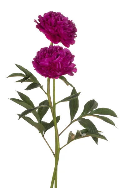 Pion blomma isolerade — Stockfoto