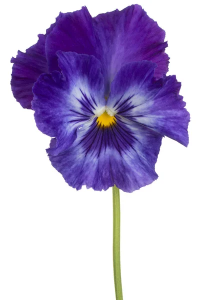 Viola květinová izolovaná — Stock fotografie