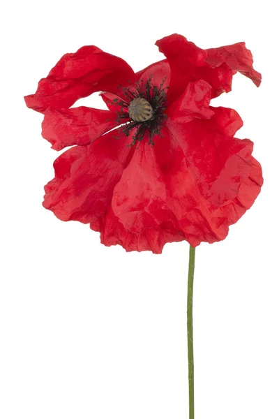 Poppy bloem geïsoleerd — Stockfoto