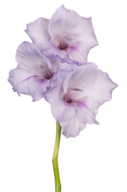 Glayöl çiçek izole