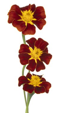 tagetes çiçek izole