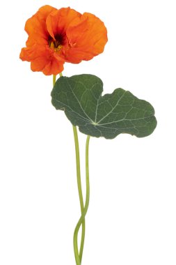 izole nasturtium çiçek