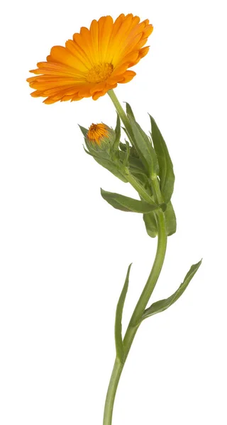 Calendula flower isolated — Stock Photo, Image