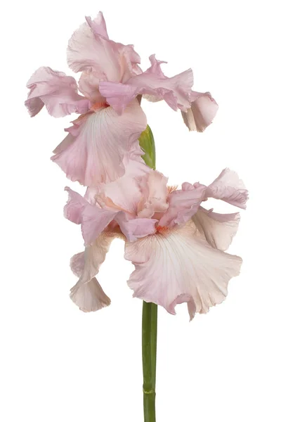 Irisblüte isoliert — Stockfoto