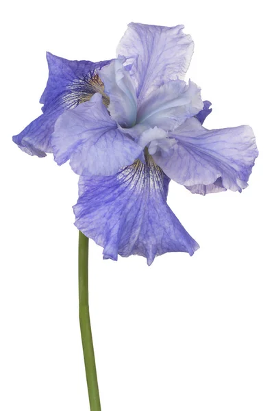 Izole iris çiçeği — Stok fotoğraf