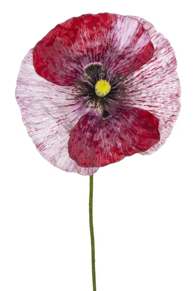 Poppy flower isolated — Stock Photo, Image