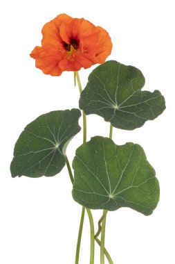 izole nasturtium çiçek