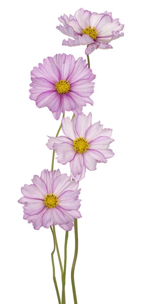 Flor cosmos isolado — Fotografia de Stock