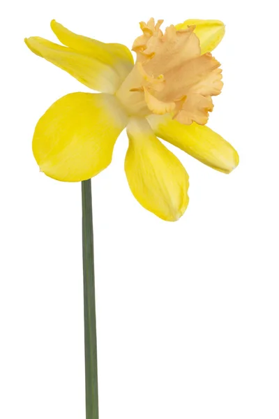Izole nergis çiçek — Stok fotoğraf