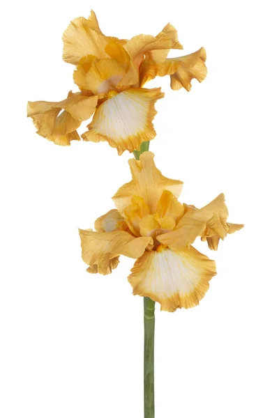 Iris Flor aislada — Foto de Stock