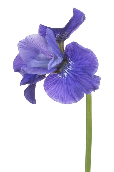 Iris blomma isolerade — Stockfoto
