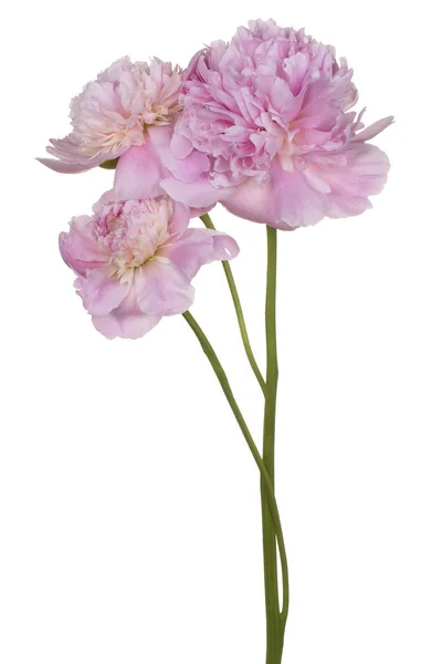 Peony flower isolated — Stock Photo, Image