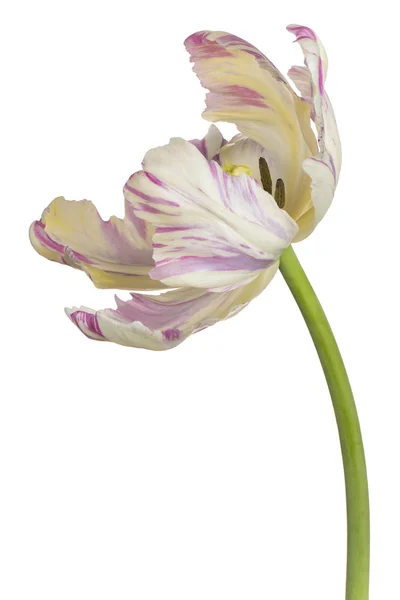 Tulip flower isolated — Stock Photo, Image