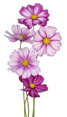 İzole cosmos çiçek