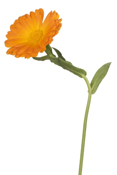 Calendula fiore isolato — Foto Stock