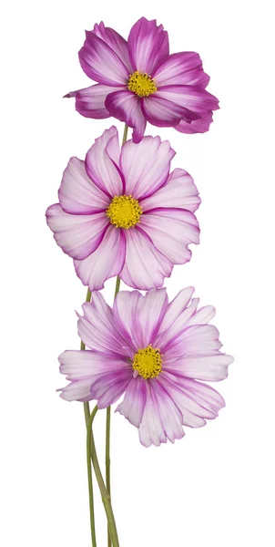 Cosmos flower isolated — Stock Photo, Image