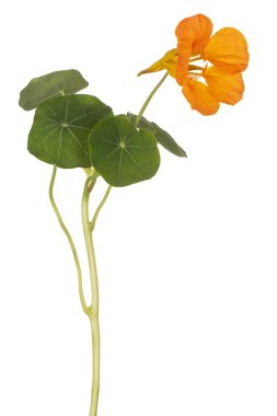 izole nasturtium çiçek