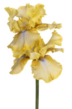 izole iris çiçeği