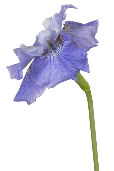 Iris fiore isolato — Foto Stock