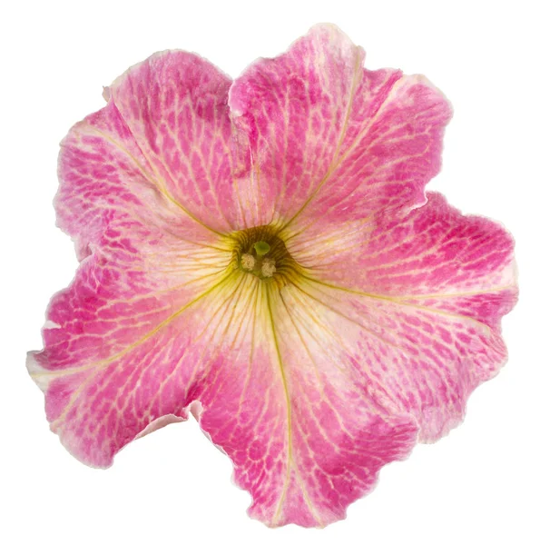 Petunia blomma isolerade — Stockfoto