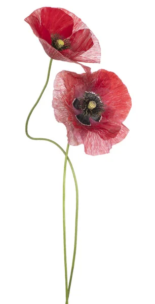 Poppy bloem geïsoleerd — Stockfoto