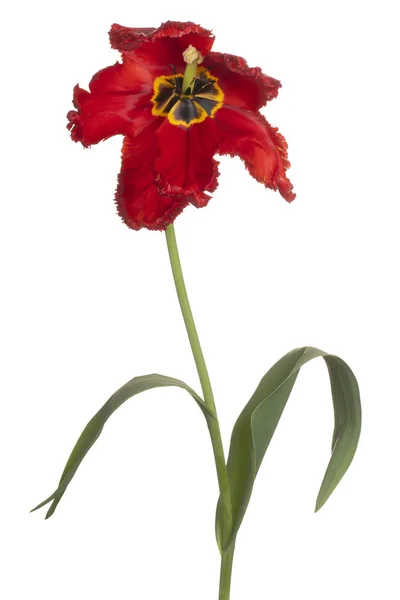 Flor de tulipán aislada —  Fotos de Stock