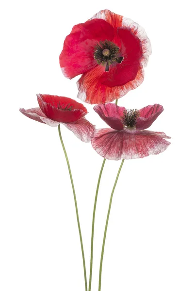 Poppy flower isolated Stock Photo