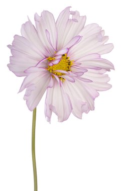 İzole cosmos çiçek