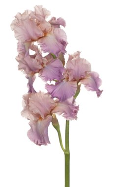 izole iris çiçeği