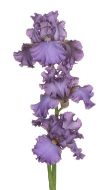 izole iris çiçeği