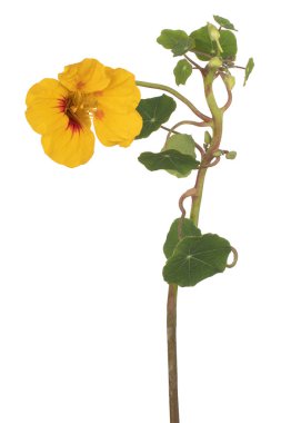 izole nasturtium çiçek