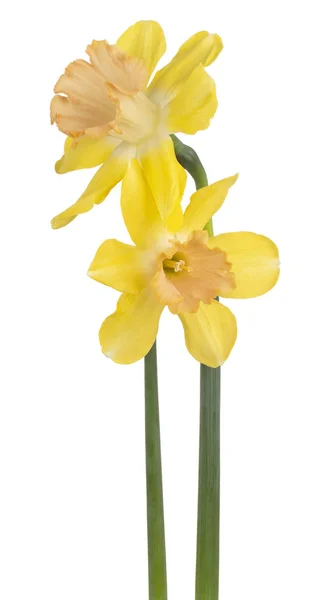 Λουλουδιών Daffodil απομονωμένες — Φωτογραφία Αρχείου