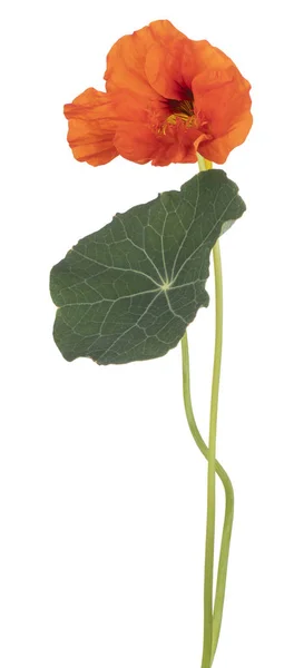 Nasturtium blomma isolerade — Stockfoto